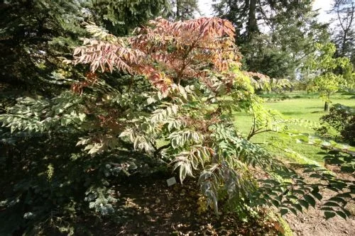 ARALIA elata variégata - Angélique en arbre panacé