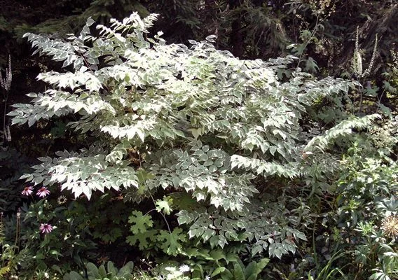 ARALIA elata variégata - Angélique en arbre panacé