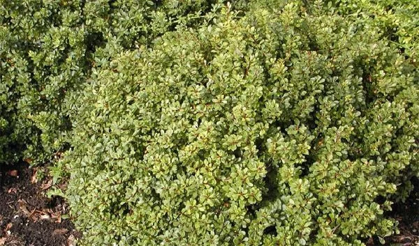 BERBERIS thunbergii 'Kobold' - Epine vinette de Thunberg