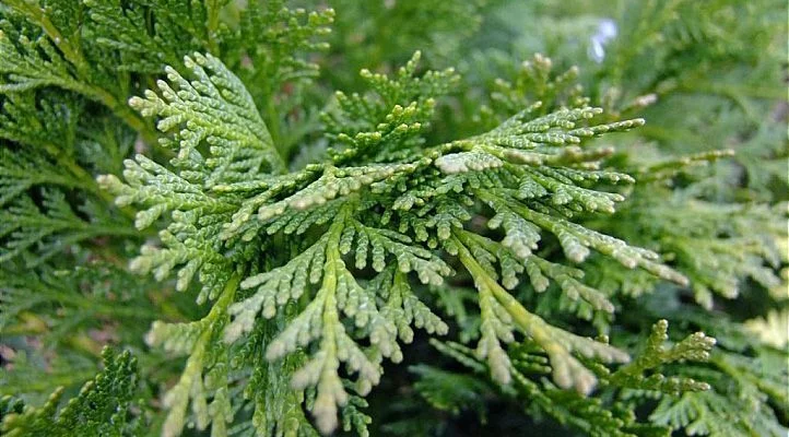 CHAMAECYPARIS lawsoniana 'Minima Glauca' - Cyprès de Lawson nain