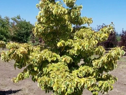 CORNUS florida 'Cherokee Sunset' - Cornouiller à fleurs