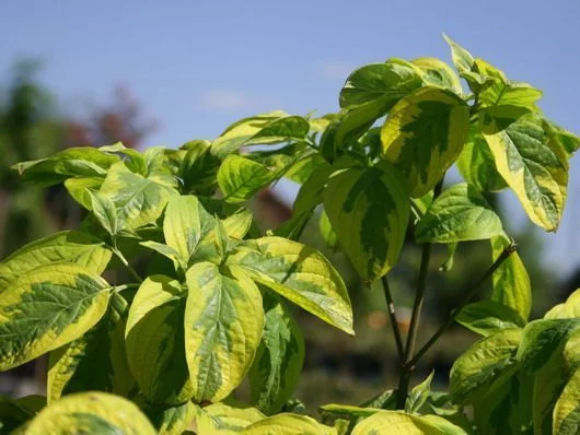 CORNUS florida 'Cherokee Sunset' - Cornouiller à fleurs