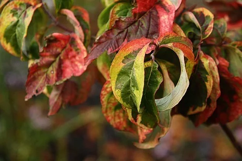 CORNUS florida 'Cherokee Sunset' - Cornouiller à fleurs