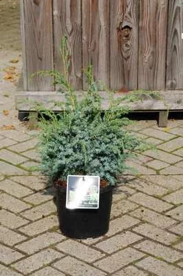 JUNIPERUS chinensis 'Blue alps' - Genévrier 'blue alps