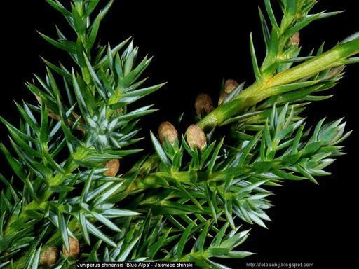 JUNIPERUS chinensis 'Blue alps' - Genévrier 'blue alps