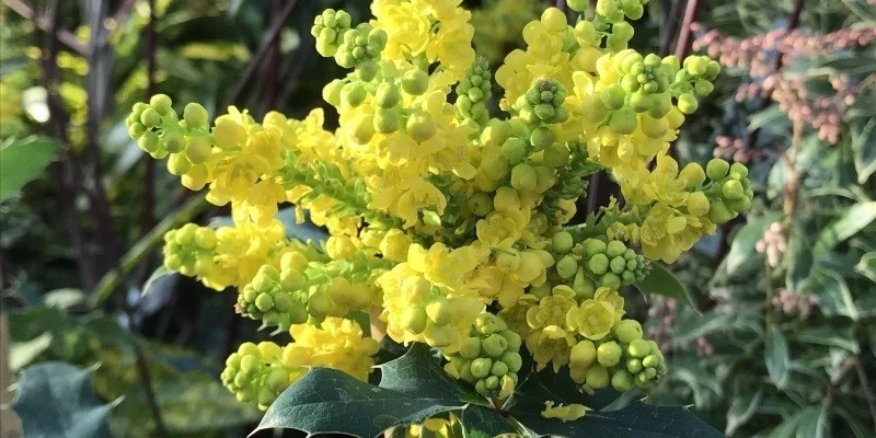 MAHONIA X Wagneri 'Pinnacle'