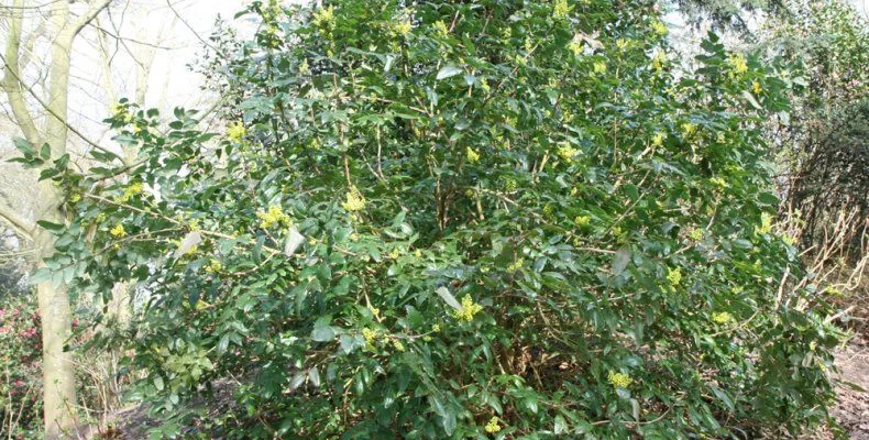 MAHONIA X Wagneri 'Pinnacle'