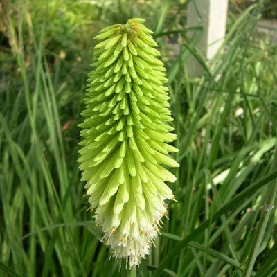 KNIPHOFIA 'Ice Queen' - Tritome