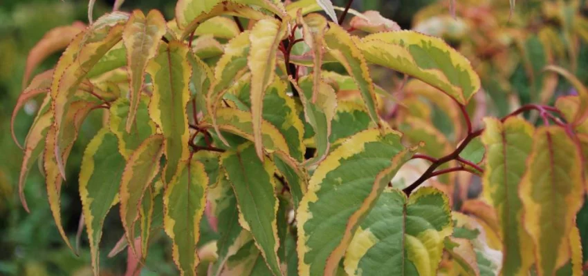 STACHYURUS chinensis 'Joy Forever' - Arbuste à floraison hivernal