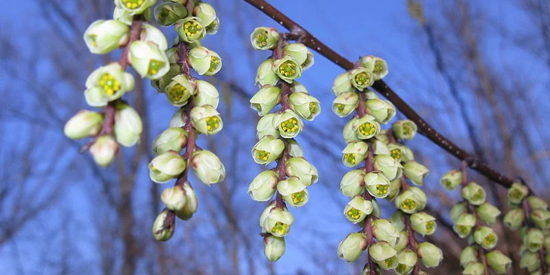 STACHYURUS chinensis 'Joy Forever' - Arbuste à floraison hivernal