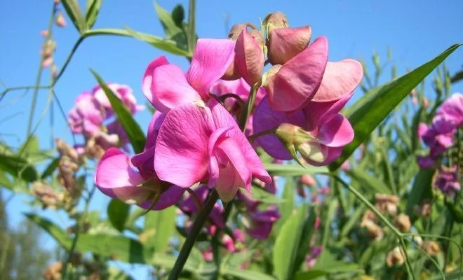 LATHYRUS latifolius 'Pink Pearl' - Pois vivace