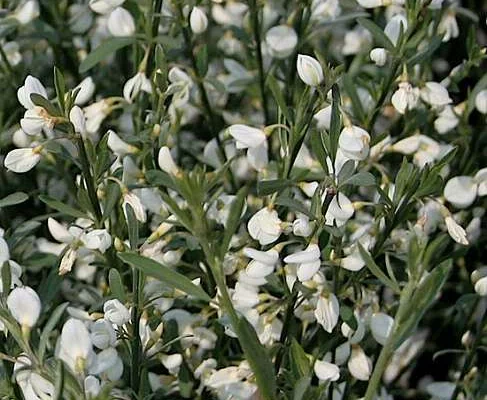 CYTISUS praecox 'Albus' - Genêt précoce blanc 'Albus'