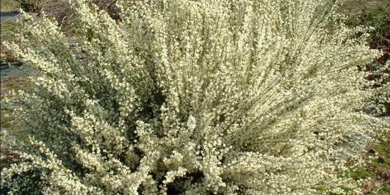 CYTISUS praecox 'Albus' - Genêt précoce blanc 'Albus'