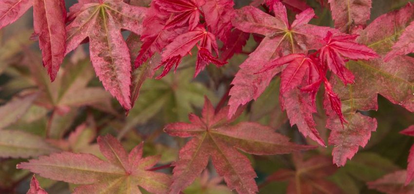 Érable du Japon 'Deshojo' - Acer palmatum 'Deshojo', érable japonais