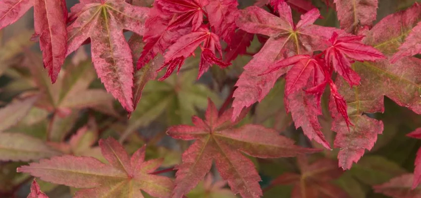 ACER palmatum 'Deshojo' - Erable du japon