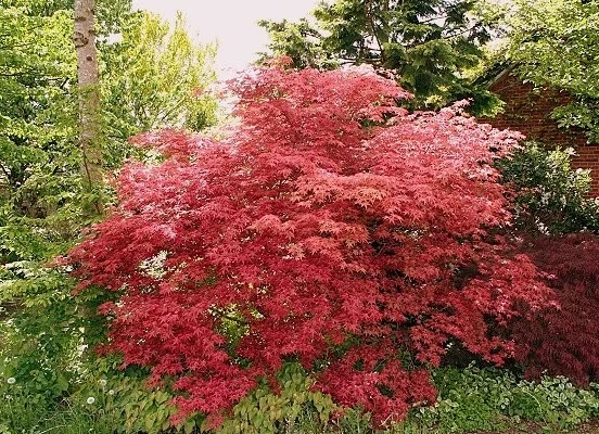 Érable du Japon 'Deshojo' - Acer palmatum 'Deshojo', érable japonais