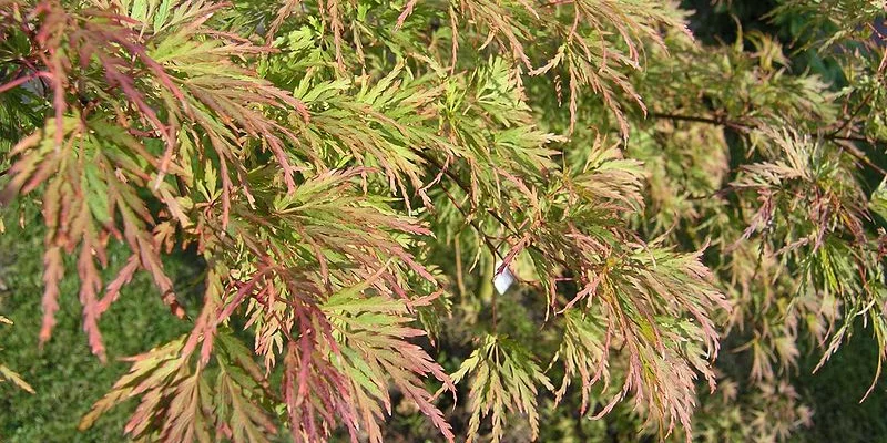 Érable du Japon 'Seiryu' - Acer palmatum 'Beni-Maiko', érable japonais