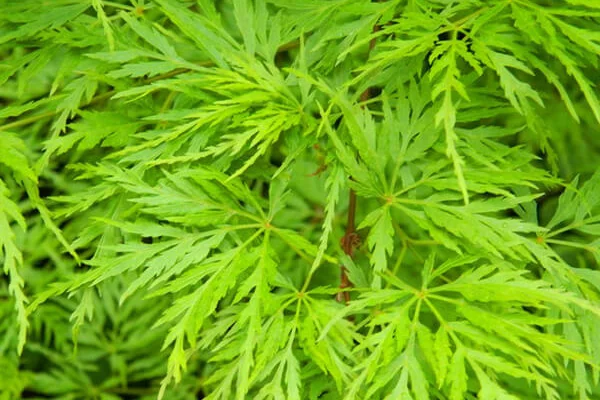 Érable du Japon 'Seiryu' - Acer palmatum 'Beni-Maiko', érable japonais