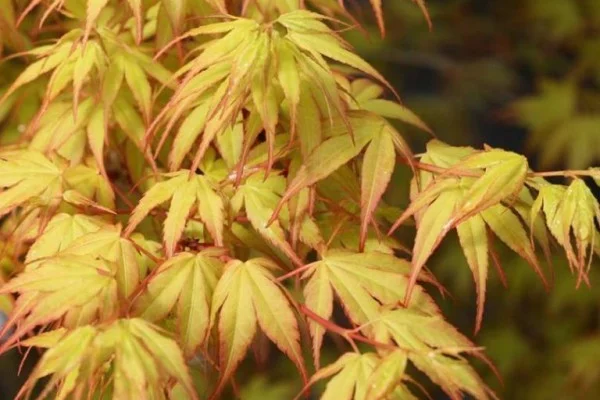 Érable du Japon 'Katsura' - Acer palmatum 'Katsura', érable japonais