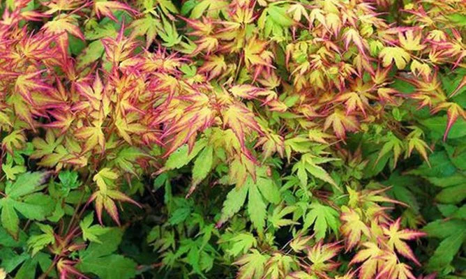 Érable du Japon 'Katsura' - Acer palmatum 'Katsura', érable japonais