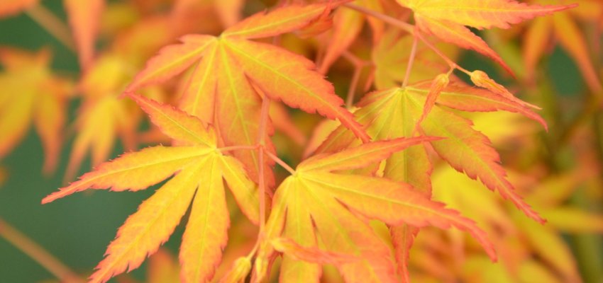 Érable du Japon 'Katsura' - Acer palmatum 'Katsura', érable japonais