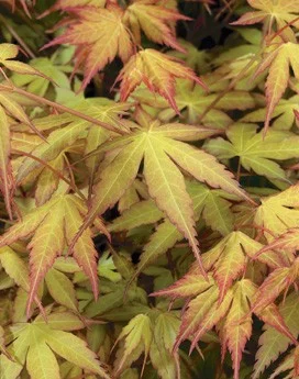 Érable du Japon 'Katsura' - Acer palmatum 'Katsura', érable japonais