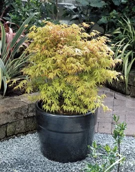 Érable du Japon 'Katsura' - Acer palmatum 'Katsura', érable japonais