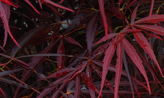 Érable du Japon 'Red Pygmy - Acer palmatum 'Red Pygmy, érable japonais