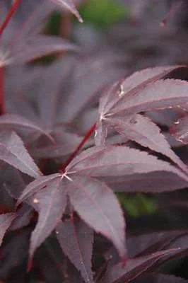 Érable du Japon 'Skeeter's Broom' - Acer palmatum 'Skeeter's Broom' érable japonais