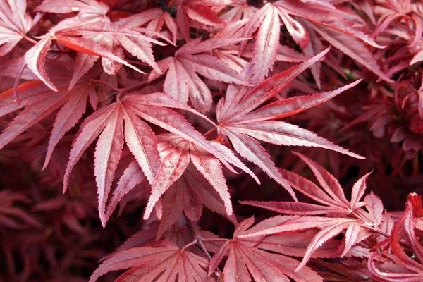 ACER palmatum 'Skeeter's Broom' - Erable du japon