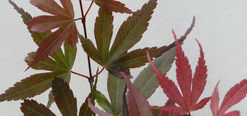 ACER palmatum 'Skeeter's Broom' - Erable du japon