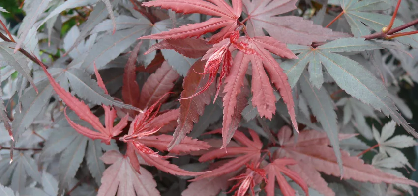 Érable du Japon 'Skeeter's Broom' - Acer palmatum 'Skeeter's Broom' érable japonais