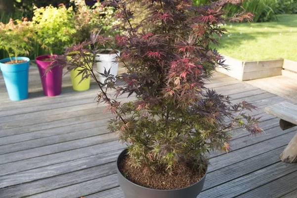 ACER palmatum 'Skeeter's Broom' - Erable du japon