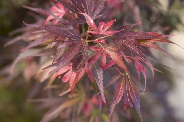 Érable du Japon 'Skeeter's Broom' - Acer palmatum 'Skeeter's Broom' érable japonais