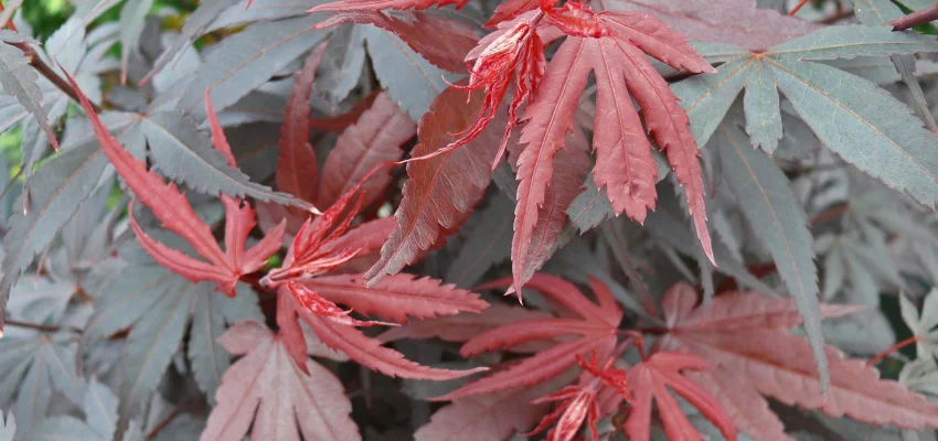 Érable du Japon 'Skeeter's Broom' - Acer palmatum 'Skeeter's Broom' érable japonais