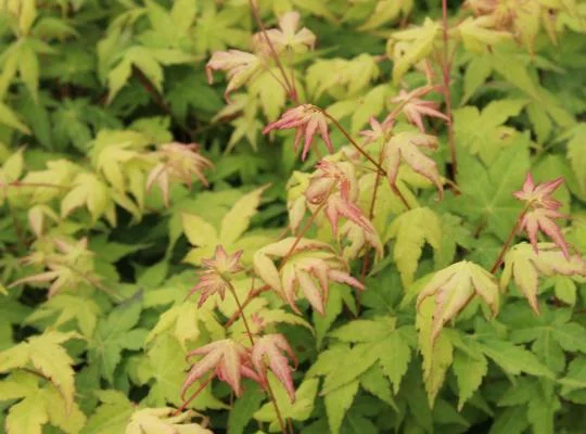 Érable du Japon 'Bi hoo' - Acer palmatum 'Bi hoo', érable japonais