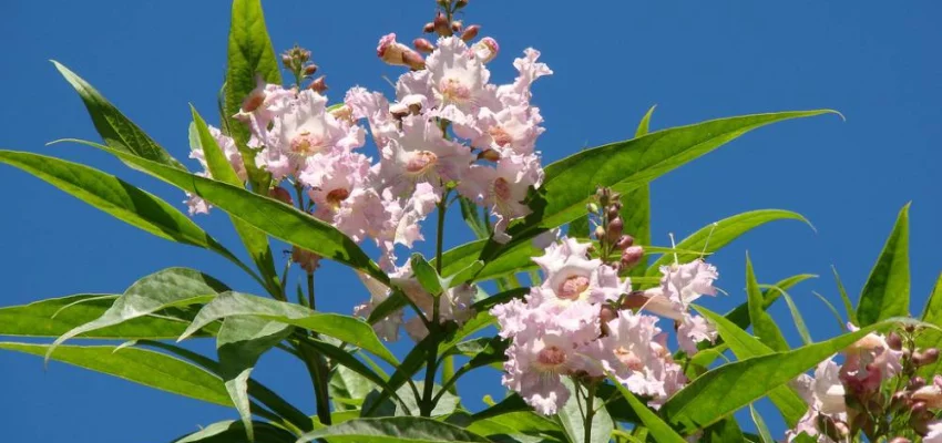 CHITALPA tashkentensis 'Summer Bells' ® - Chitalpa de Taschkent