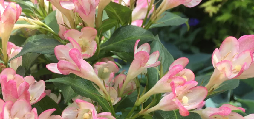 WEIGELIA 'All Summer Peach'® - Weigéla, Weigélie fleurie