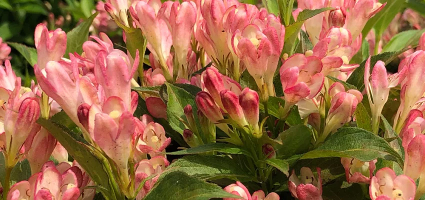 WEIGELIA 'All Summer Peach'®