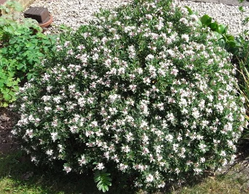 DAPHNE transatlantica 'Eternal Fragrance' - Daphnée parfumée