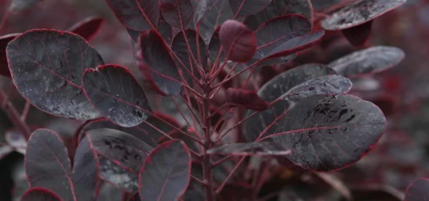 COTINUS coggygria 'Lilla' - Arbre à pérruques nain