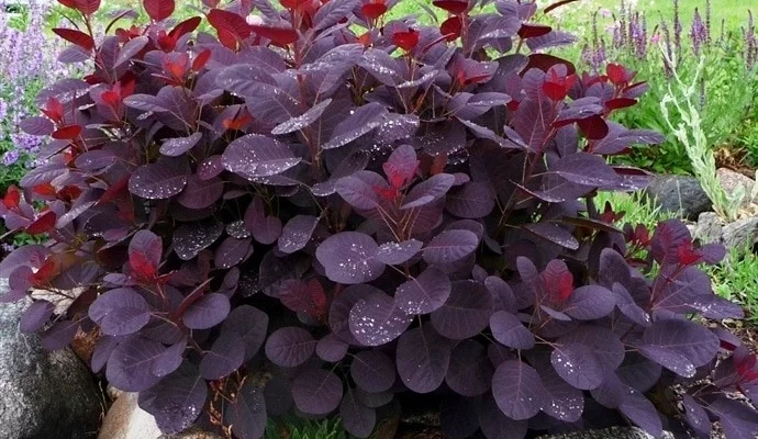 COTINUS coggygria 'Lilla' - Arbre à pérruques nain