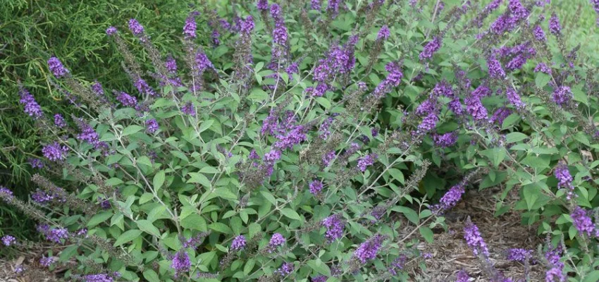 BUDDLEJA davidii 'Blue Chip Jr' ® - Arbre aux Papillons nain