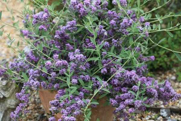 BUDDLEJA alternifolia 'Unique' ® - Arbre aux papillons à feuilles alternes