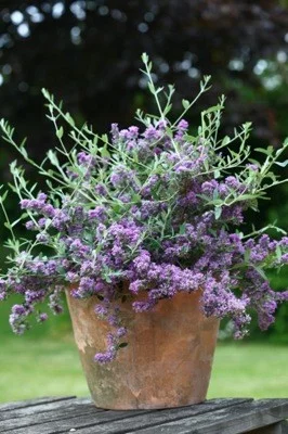 BUDDLEJA alternifolia 'Unique' ® - Arbre aux papillons à feuilles alternes