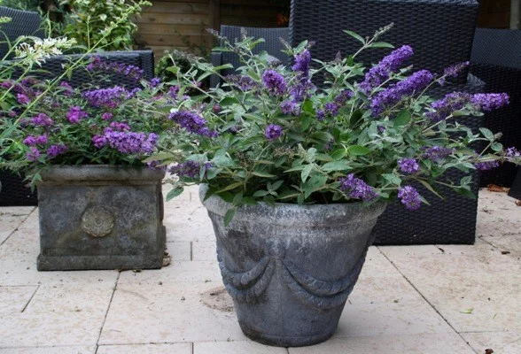 BUDDLEJA davidii 'Free Petite' Blue Heaven ® - Arbre aux papillons nain