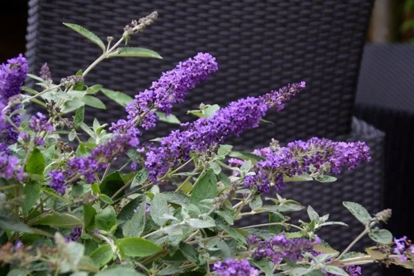 BUDDLEJA davidii 'Free Petite' Blue Heaven ® - Arbre aux papillons nain