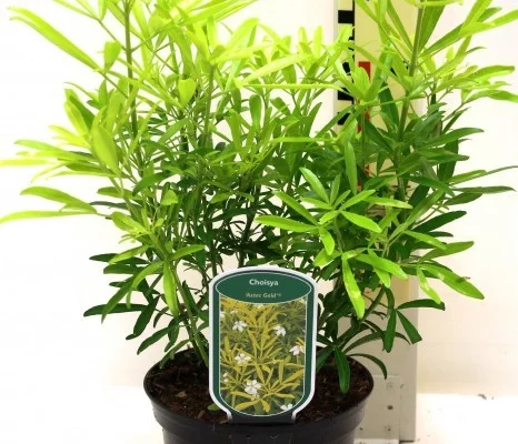 CHOISYA ternata 'Aztec Gold'® - Oranger du Mexique