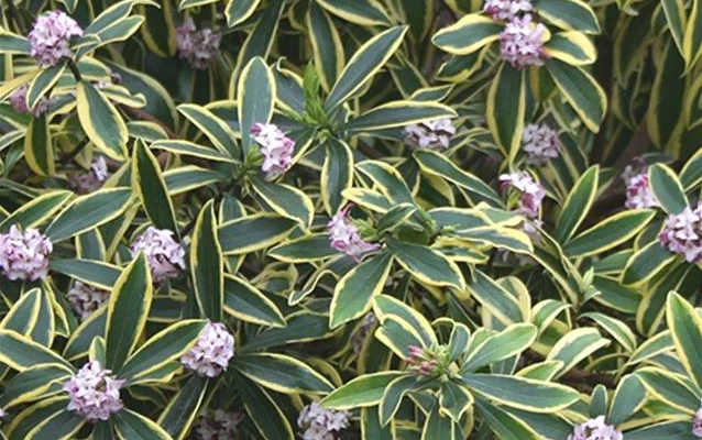 DAPHNE odora 'Marianni' ®(Rogbret) - Daphnée parfumée, Bois joli