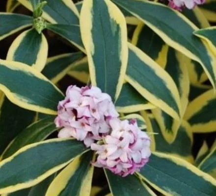 DAPHNE odora 'Marianni' ®(Rogbret) - Daphnée parfumée, Bois joli